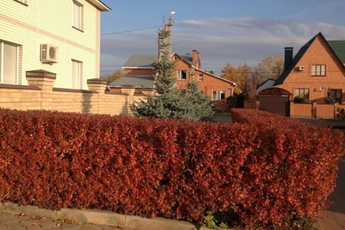 Hedge of cotoneaster lucidus no outono