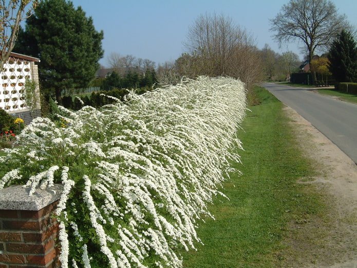Sebe de spirea cinza