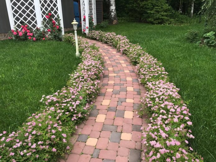 Borda de spirea rosa
