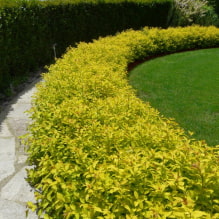 Quais plantas podem ser usadas para fazer uma cerca viva?-1