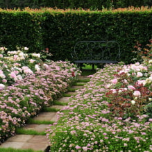 Quais plantas podem ser usadas para fazer uma cerca viva?-7