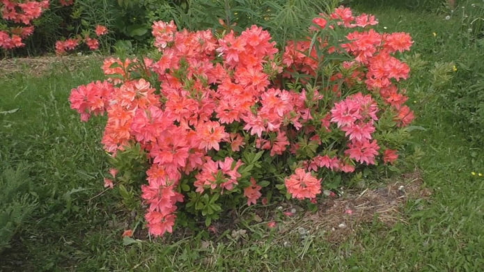 Rododendro Japonês